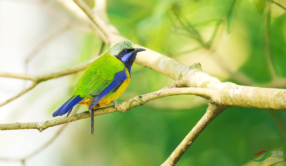 (橙腹叶鹎)今年流行自然拍摄