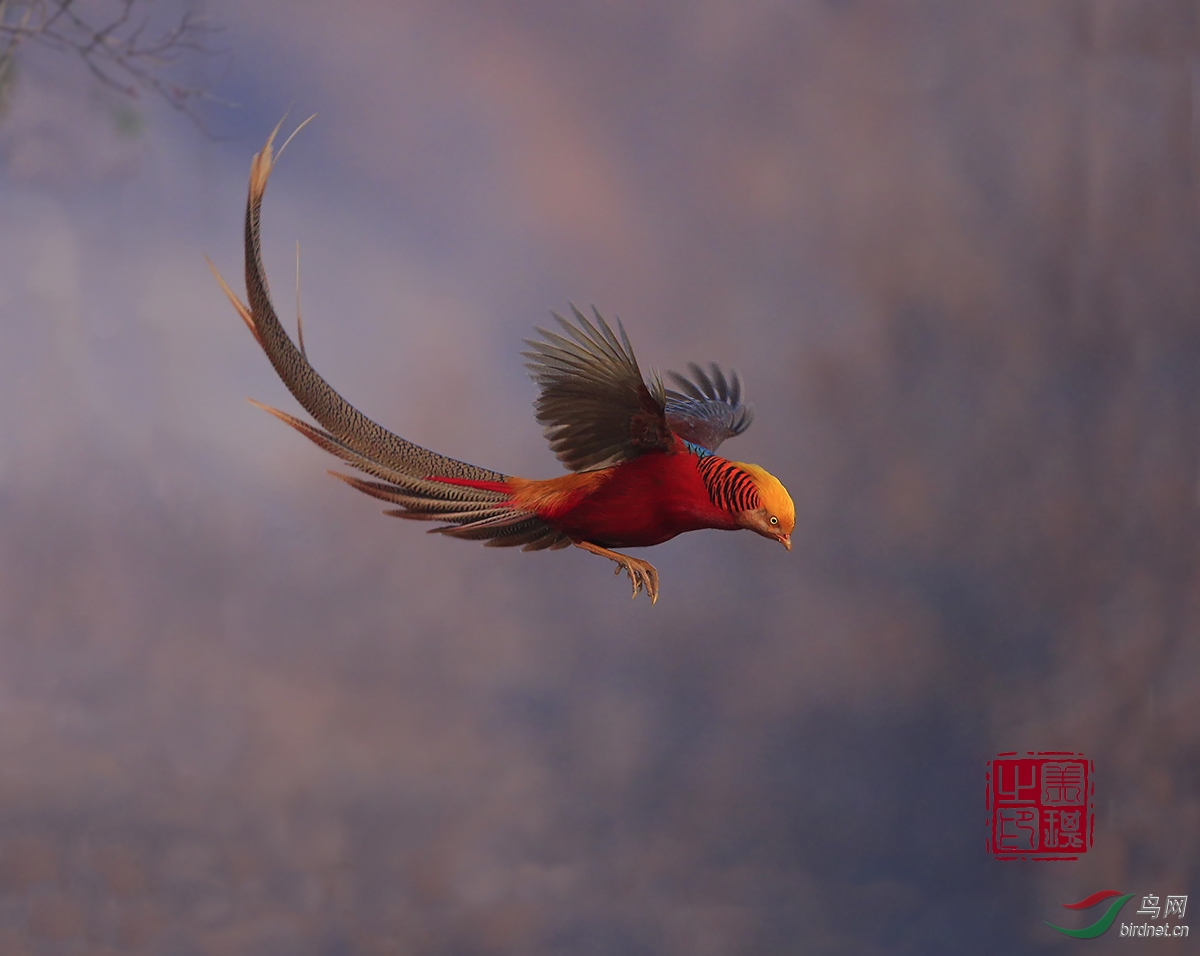 红腹锦鸡飞舞的金鸡