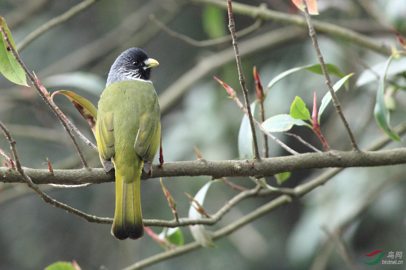 求鳥名