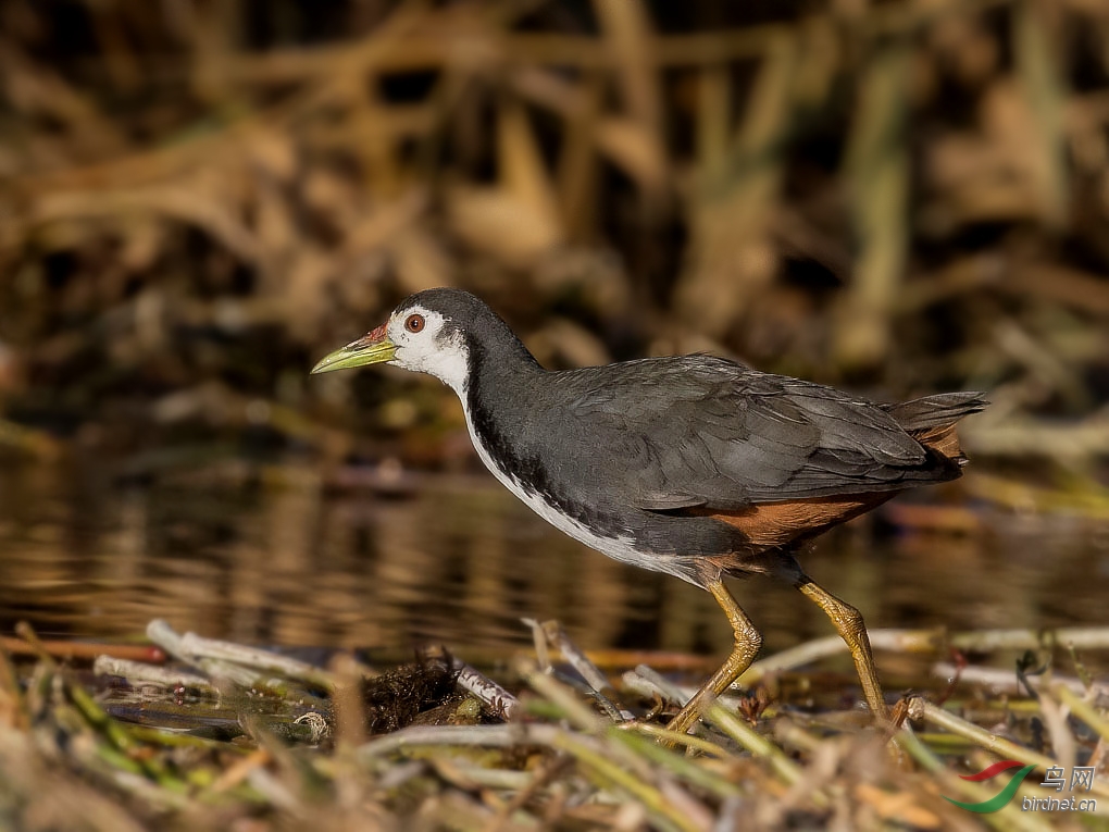 白胸苦惡鳥