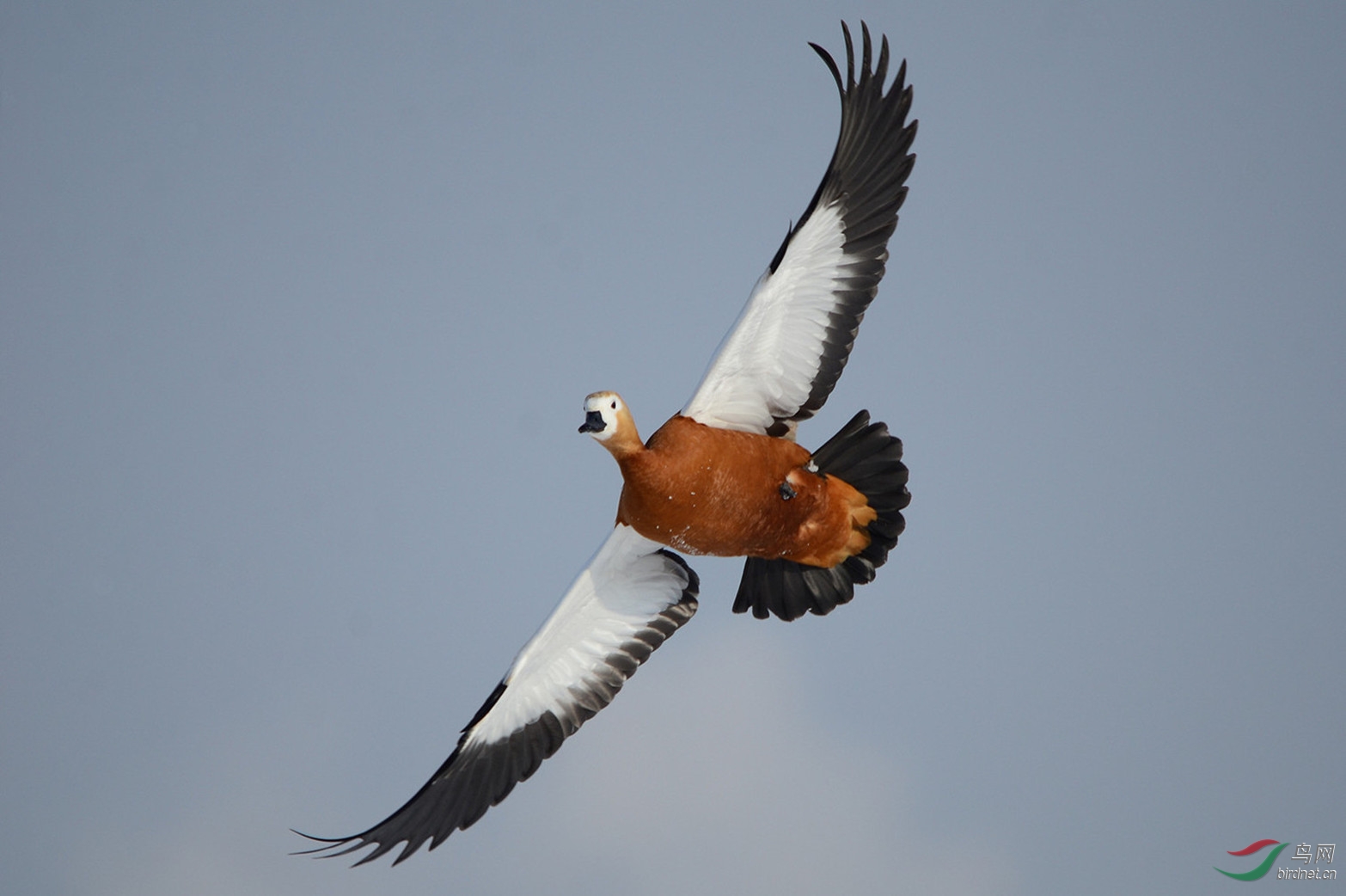 凌空展翼炫英姿