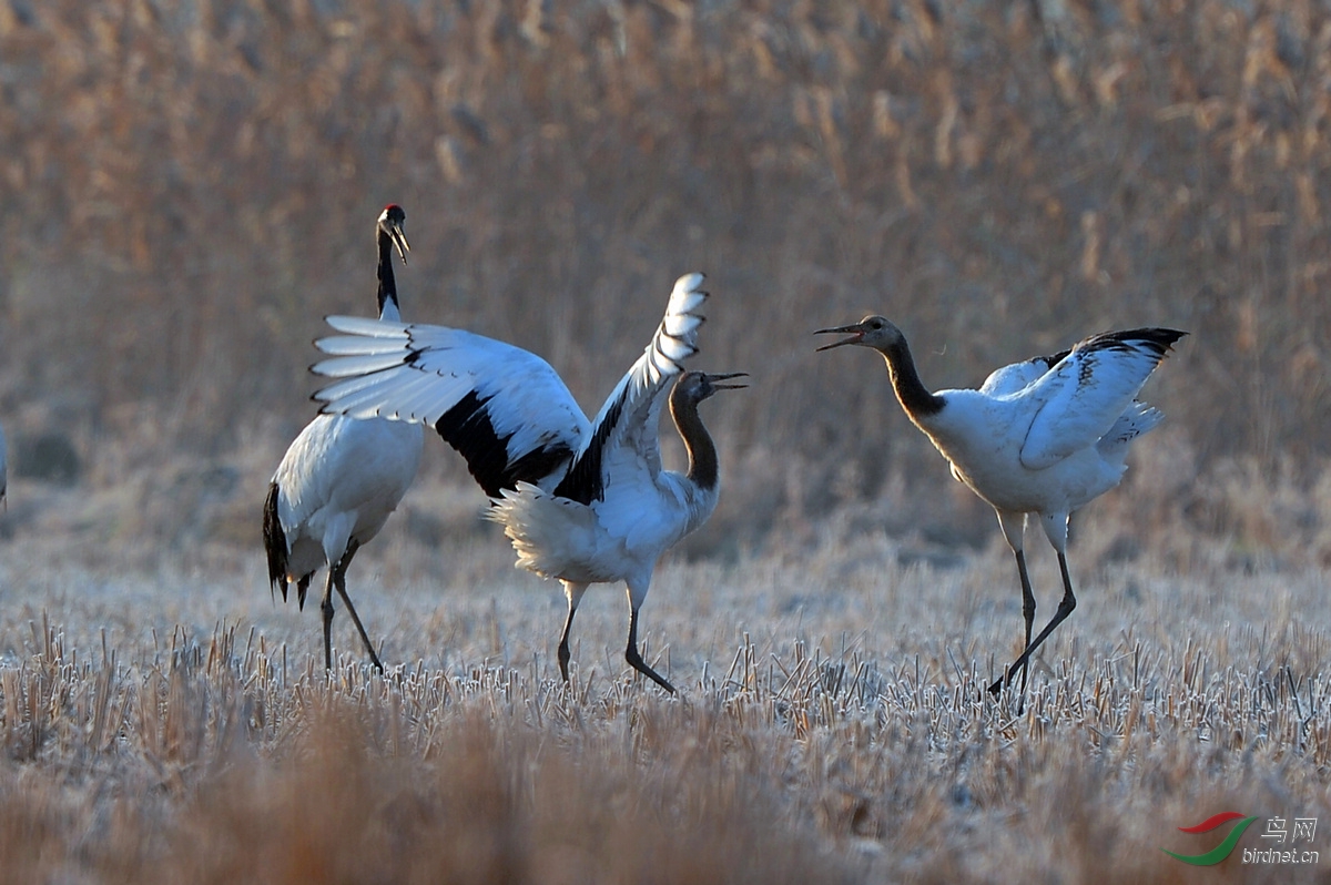 没什么大不了的事,不就是吃了你的一点谷子吗,大鹤在一旁哈哈大笑