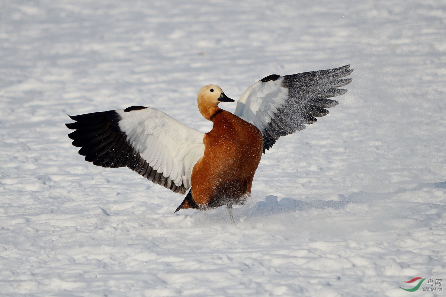 赤鸭乐雪舞姿轻