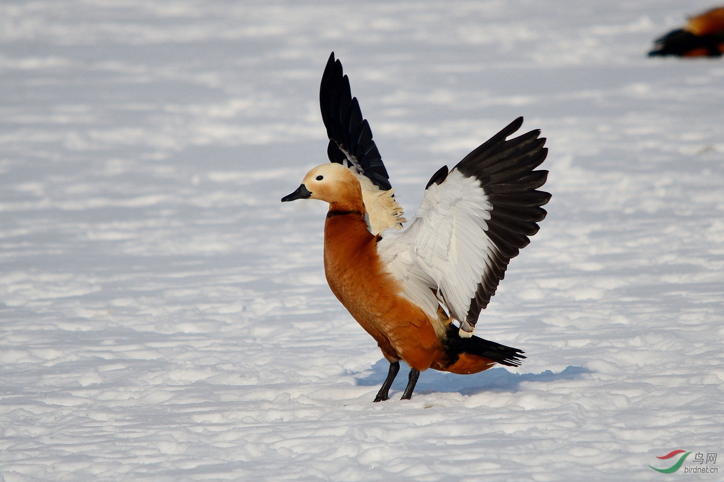 赤鸭乐雪舞姿轻
