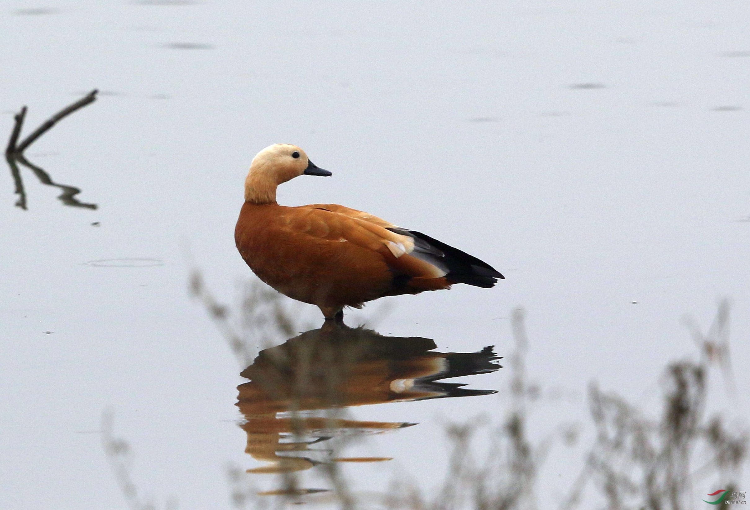 红雁来,红运到.