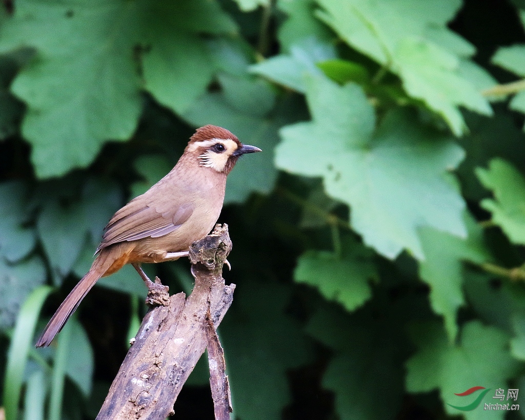 山野中的野画眉鸟