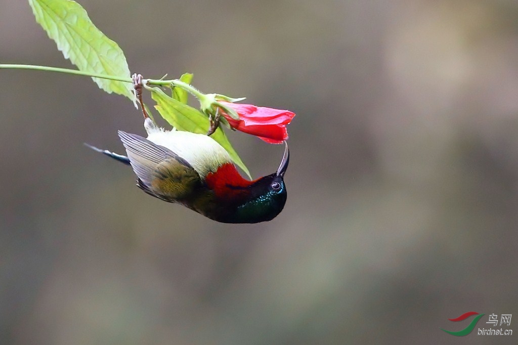 扶桑花上的太阳鸟