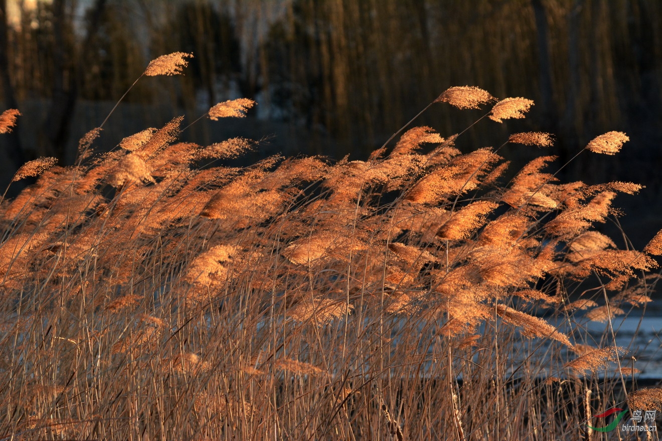冬日金芦花