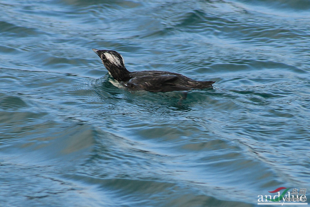 冠海雀 s. wumizusume