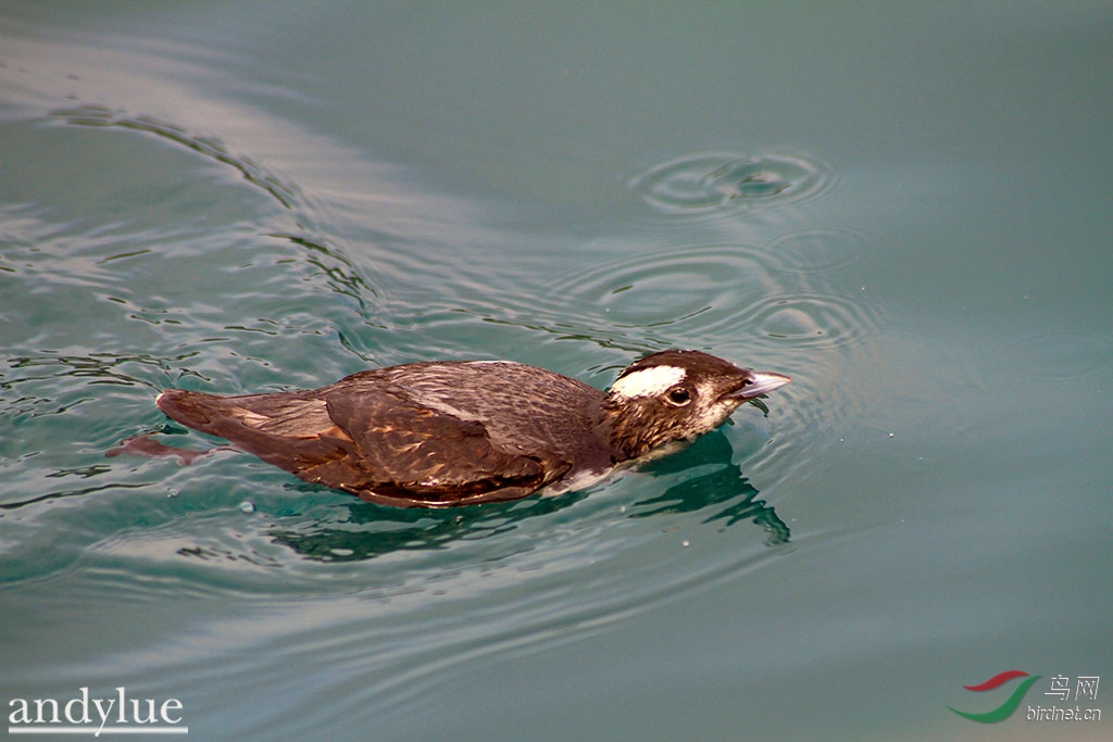 冠海雀 s. wumizusume