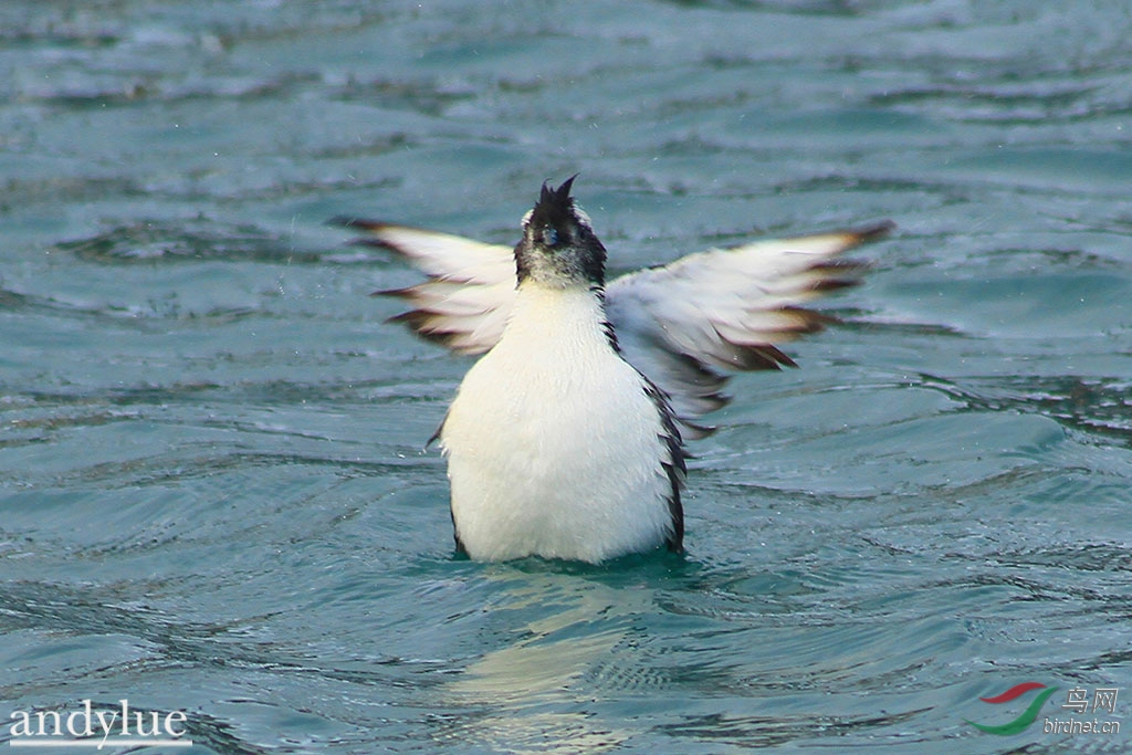 冠海雀 s. wumizusume