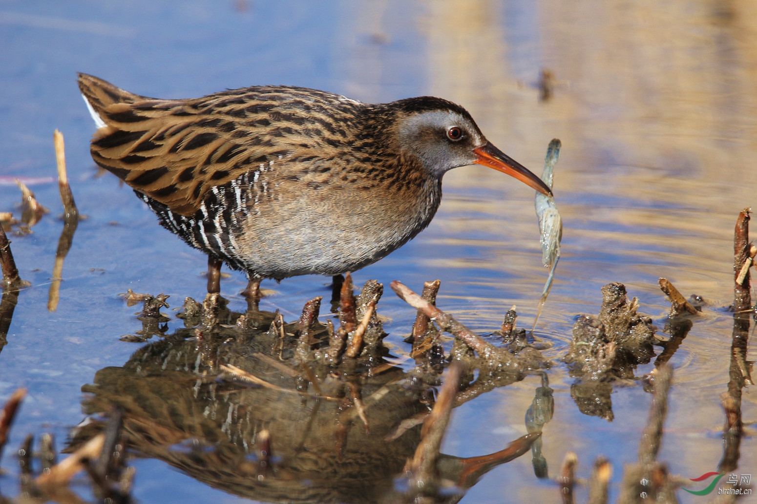 水中觅食的小秧鸡