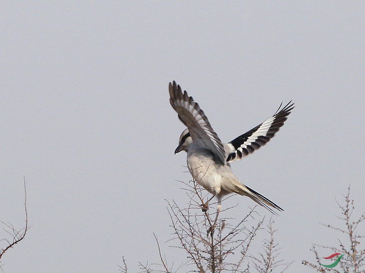 我是第一次拍灰背伯劳,伯劳鸟非常的警觉安全距离很远很难靠近.
