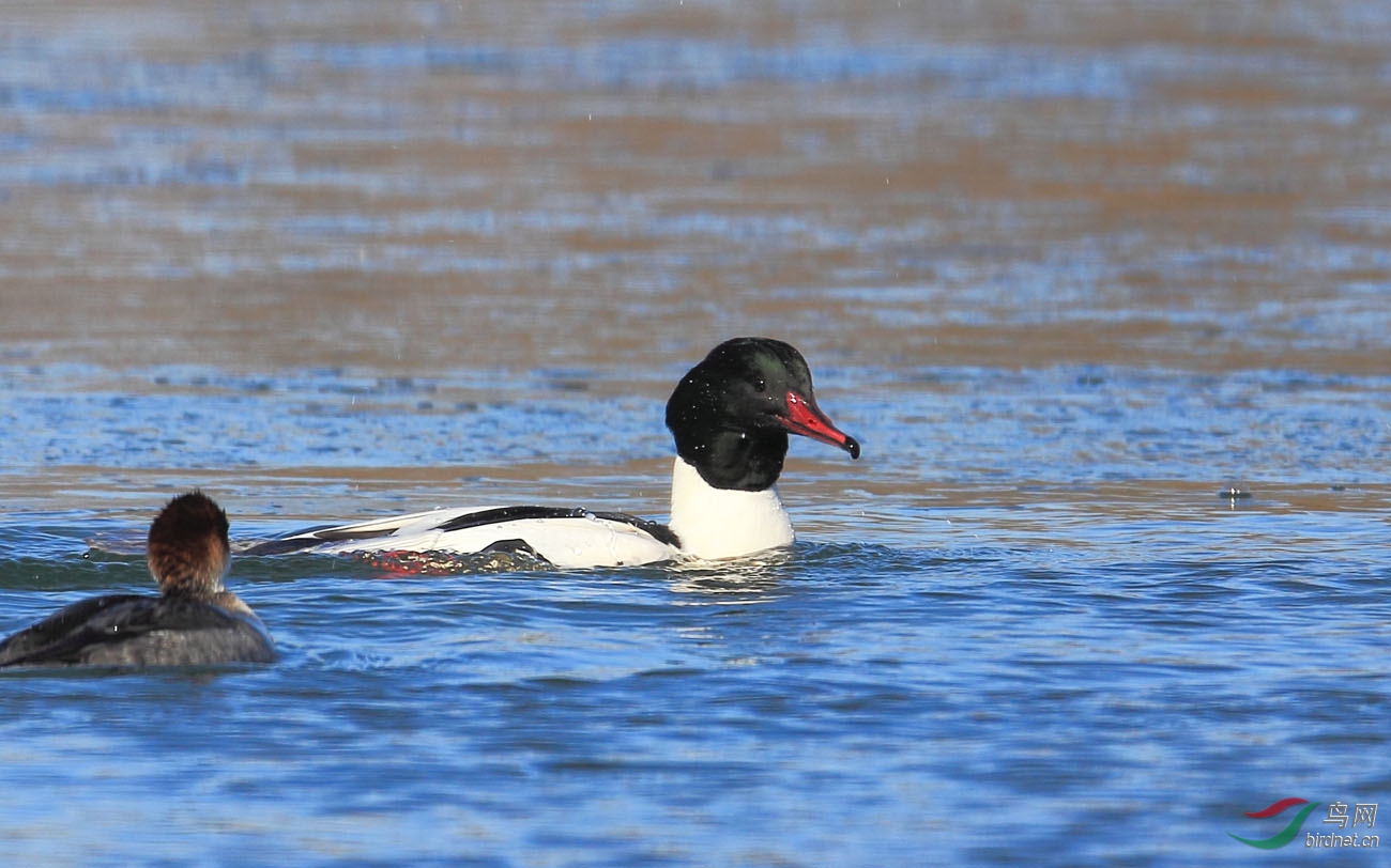 秋沙雁