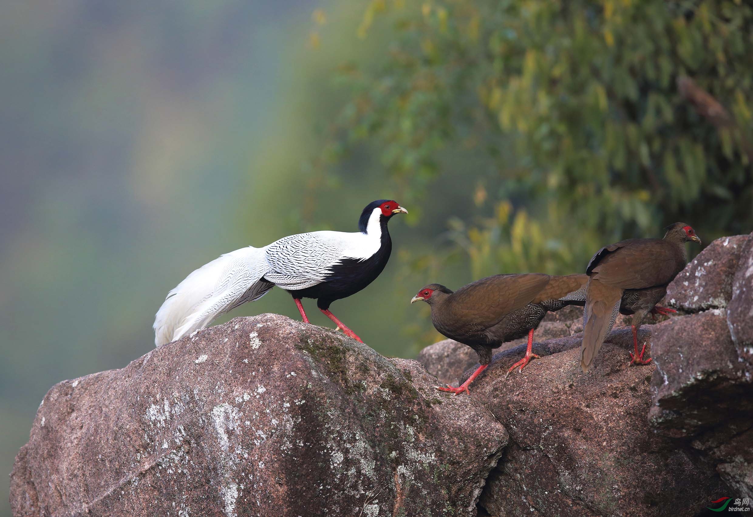 (白鹇)守望(白娴))