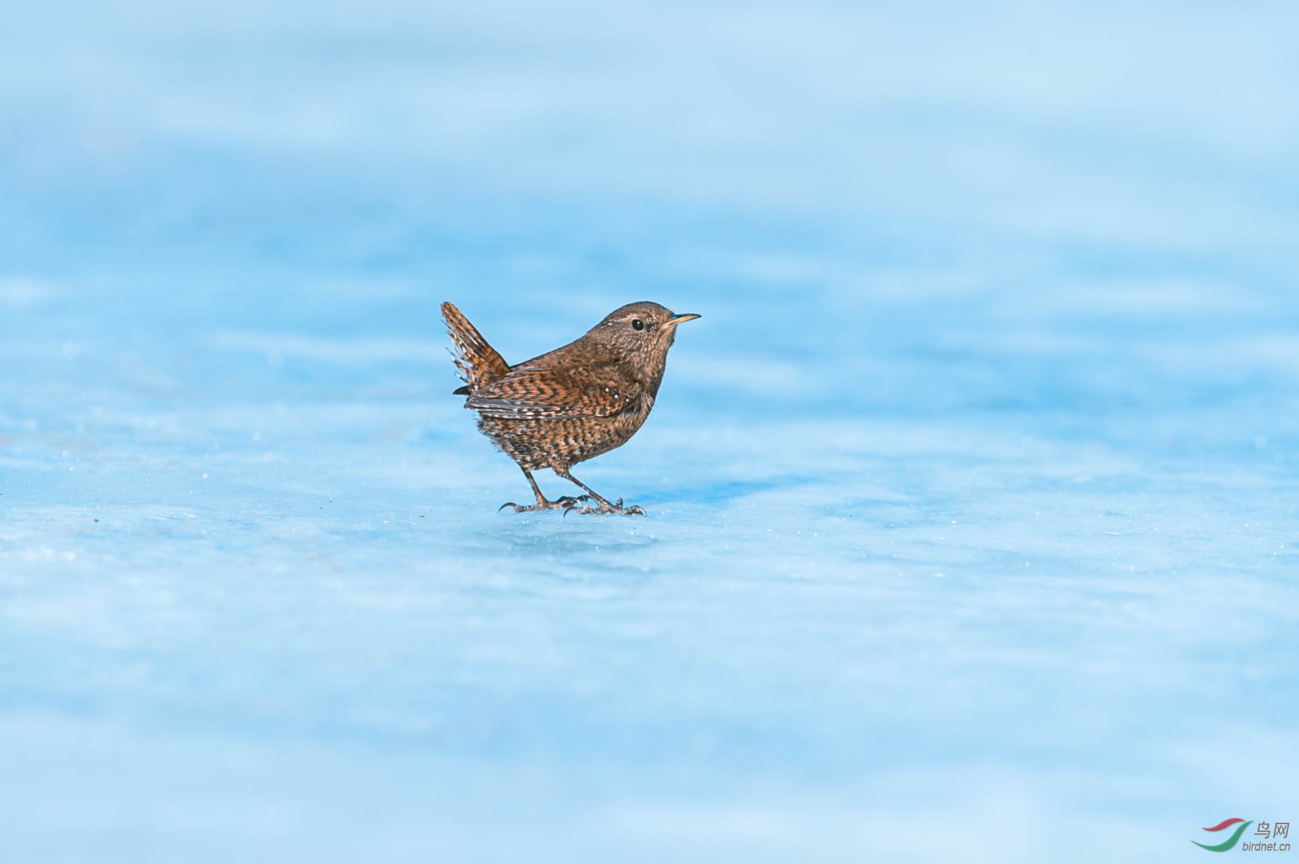 冰面上的小鹪鹩