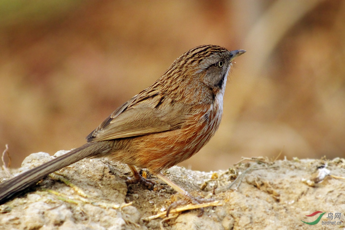 近日在奥森拍的山鹛