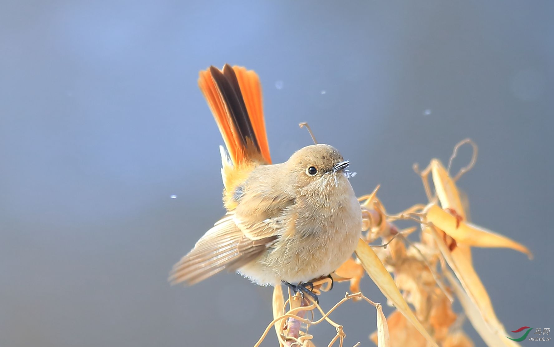 红背红尾鸲(雌)