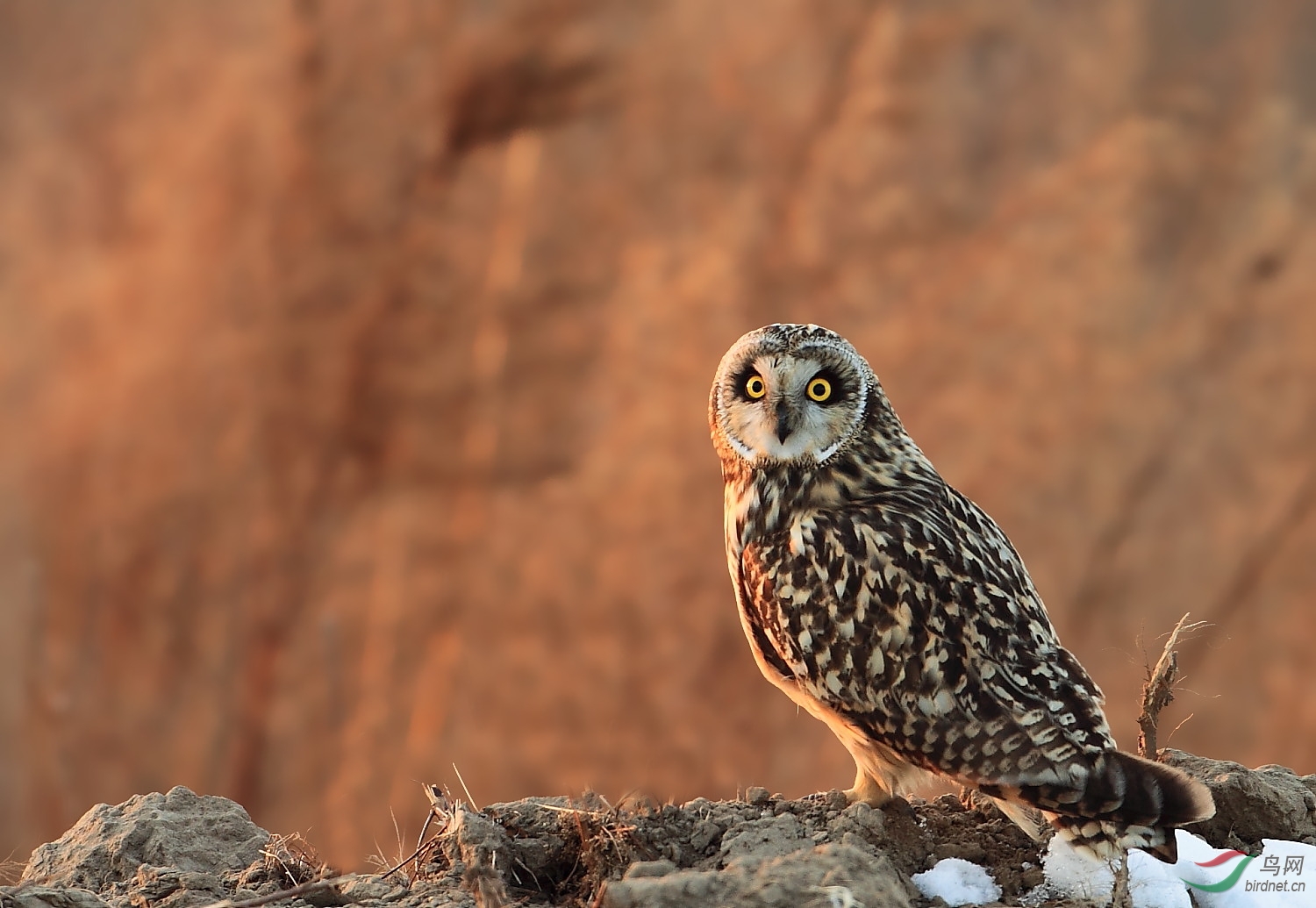 (短耳鸮)短耳鸮 - 辽宁版 liaoning 鸟网