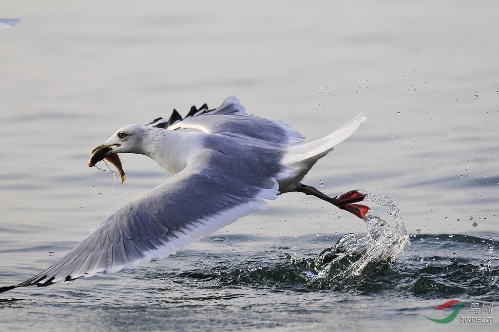 海鸥捕食