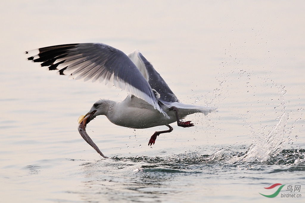 海鸥捕食