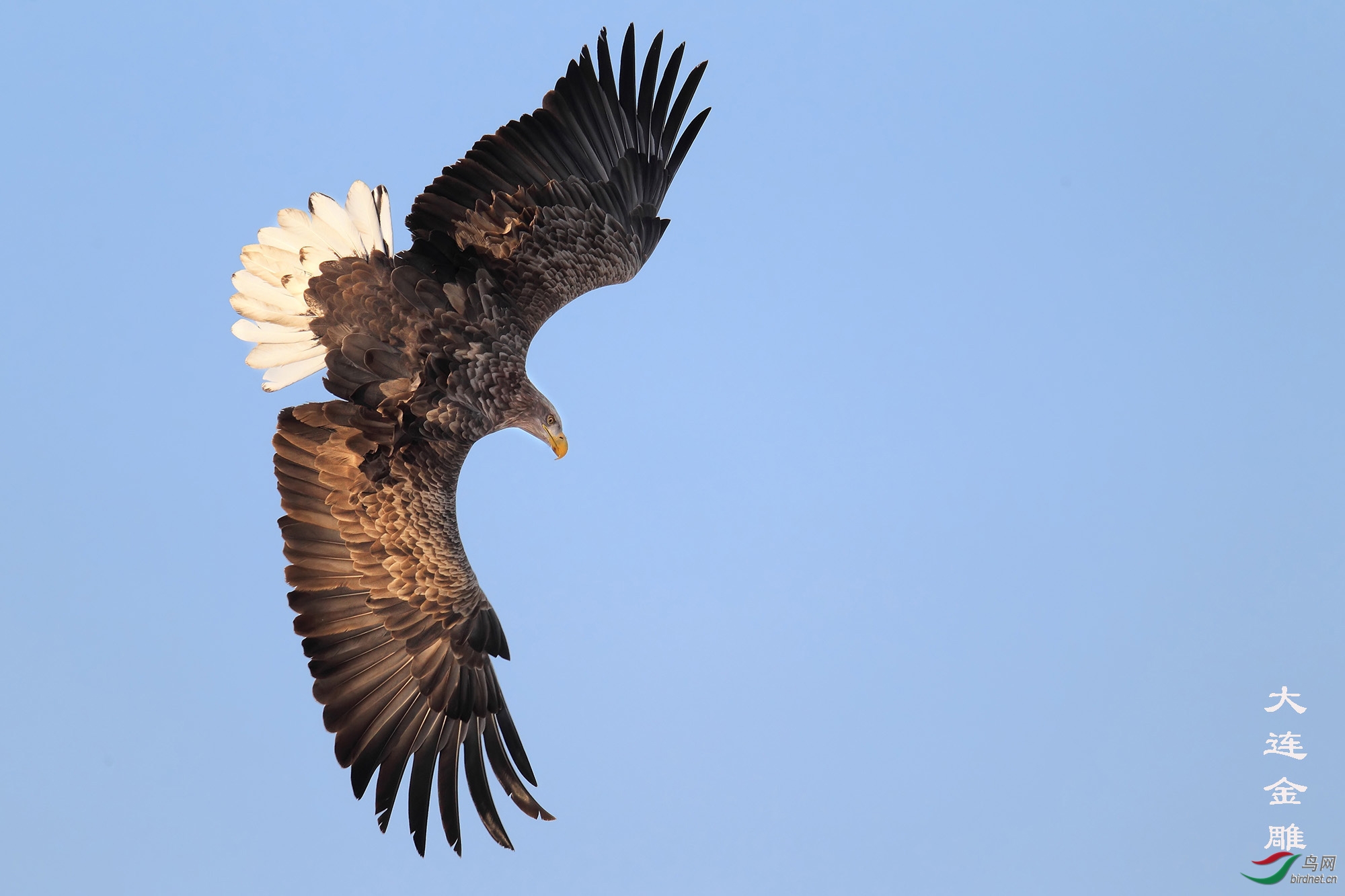 猛禽版2014年度10佳候选图片