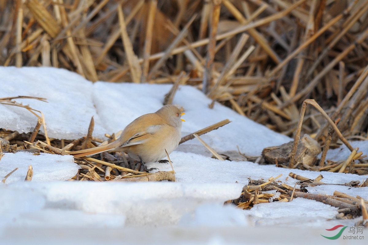 文须饮雪