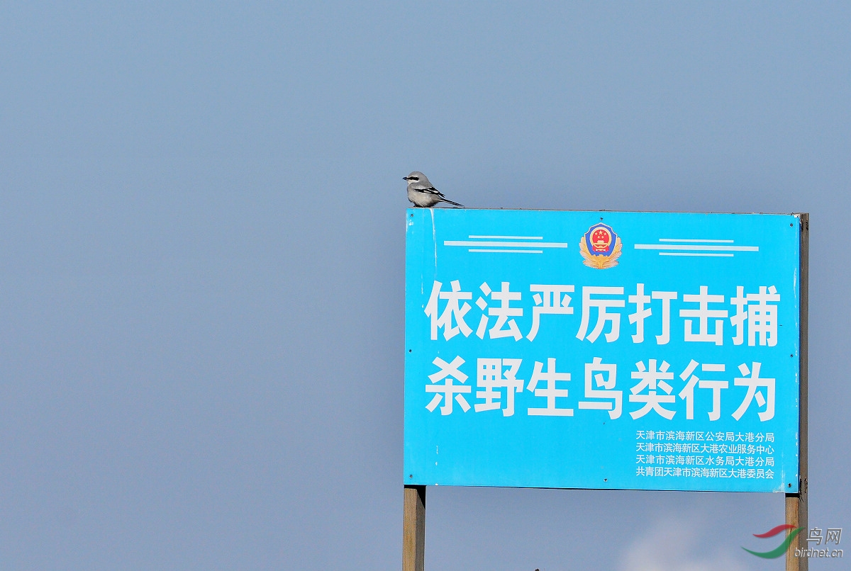 严厉打击捕杀野生鸟类行为