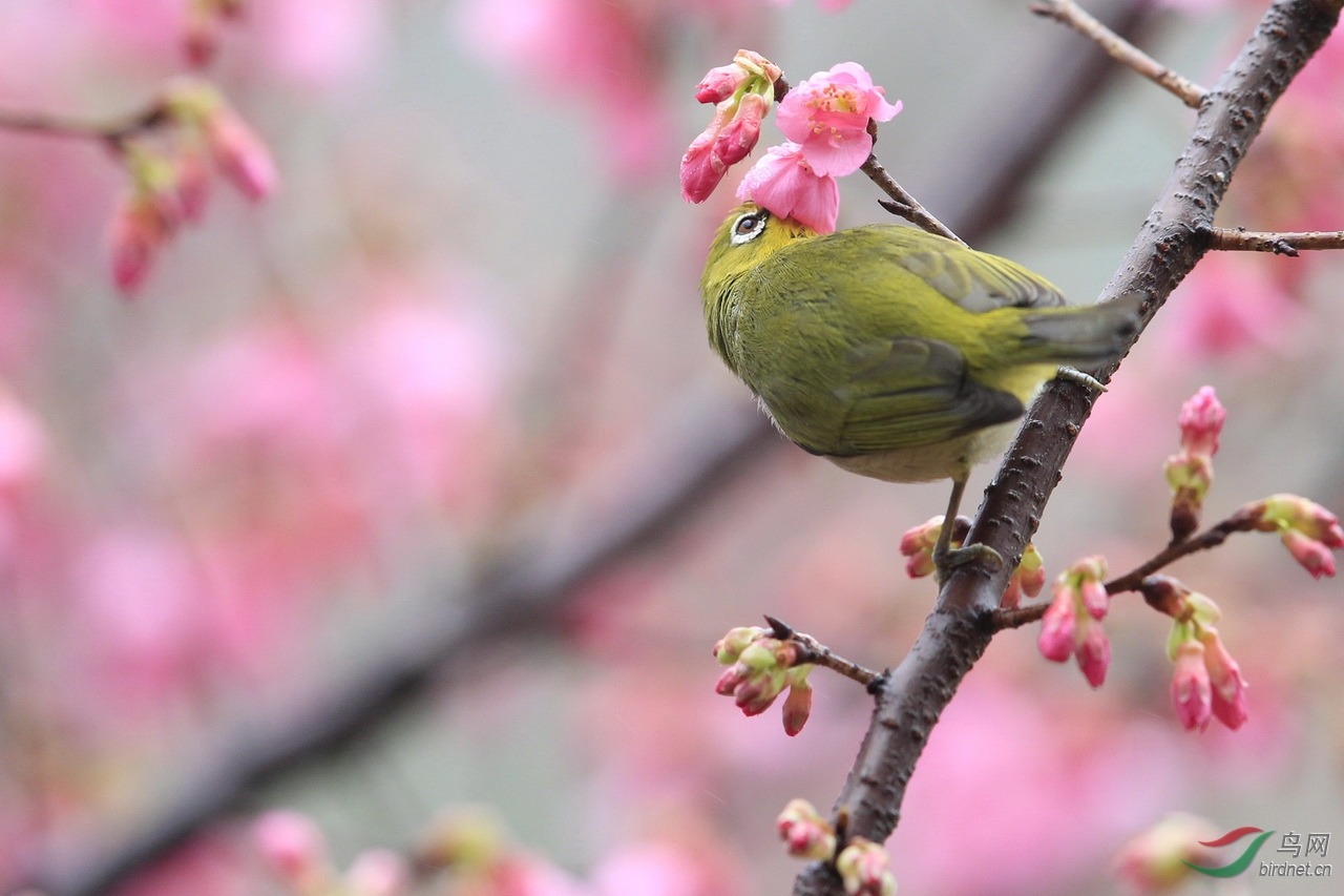 花顏鳥語報春來一組櫻花綠繡眼鳥圖