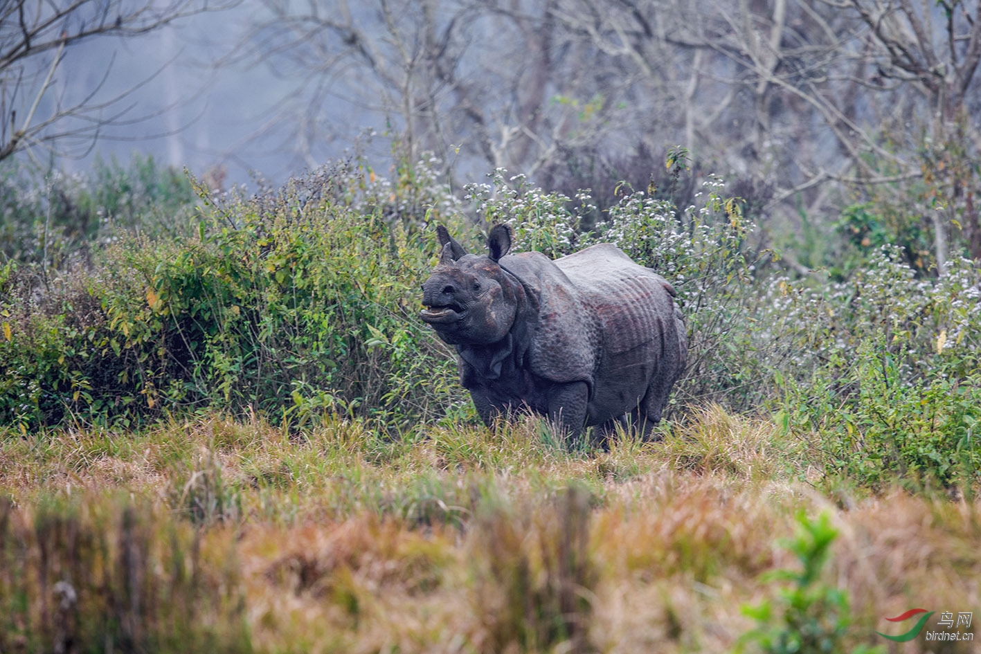 尼泊尔国宝独角犀牛