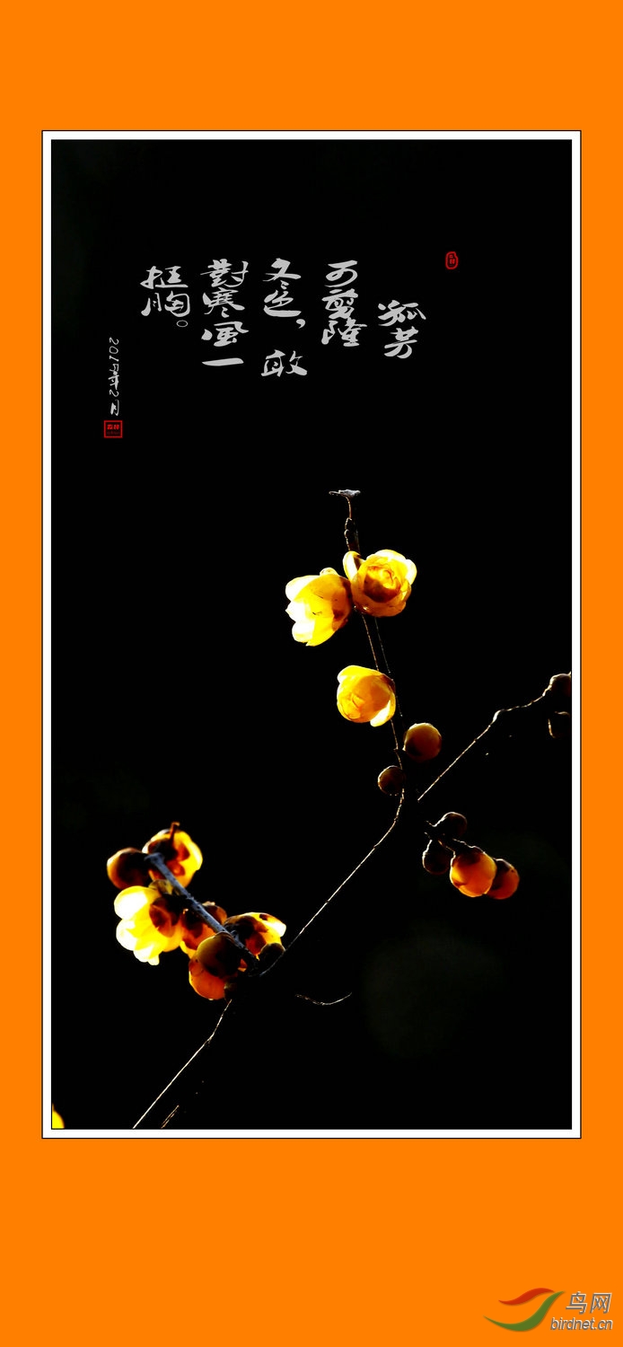 傲骨冰心腊梅开