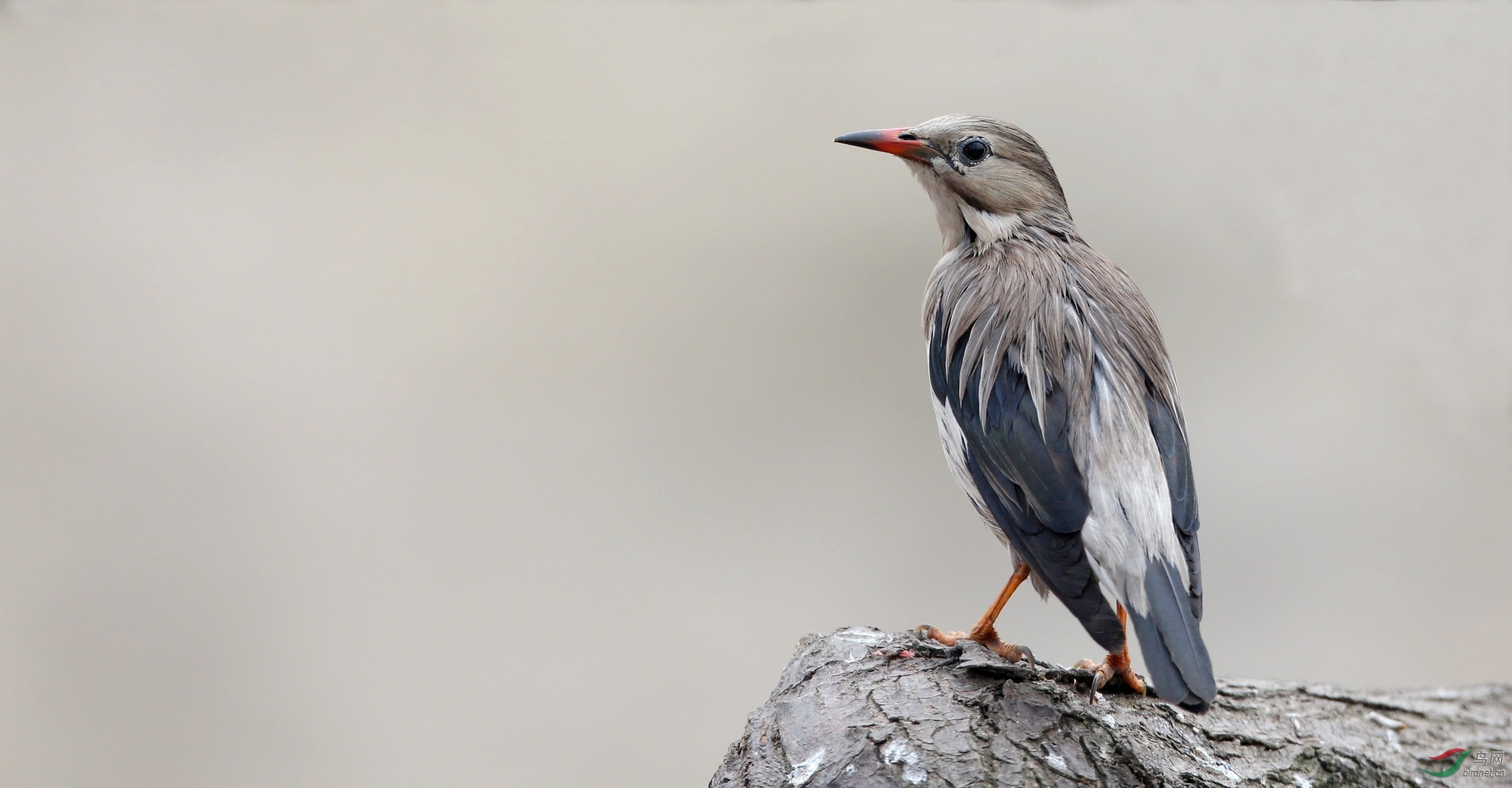 斑椋鸟等椋鸟组照