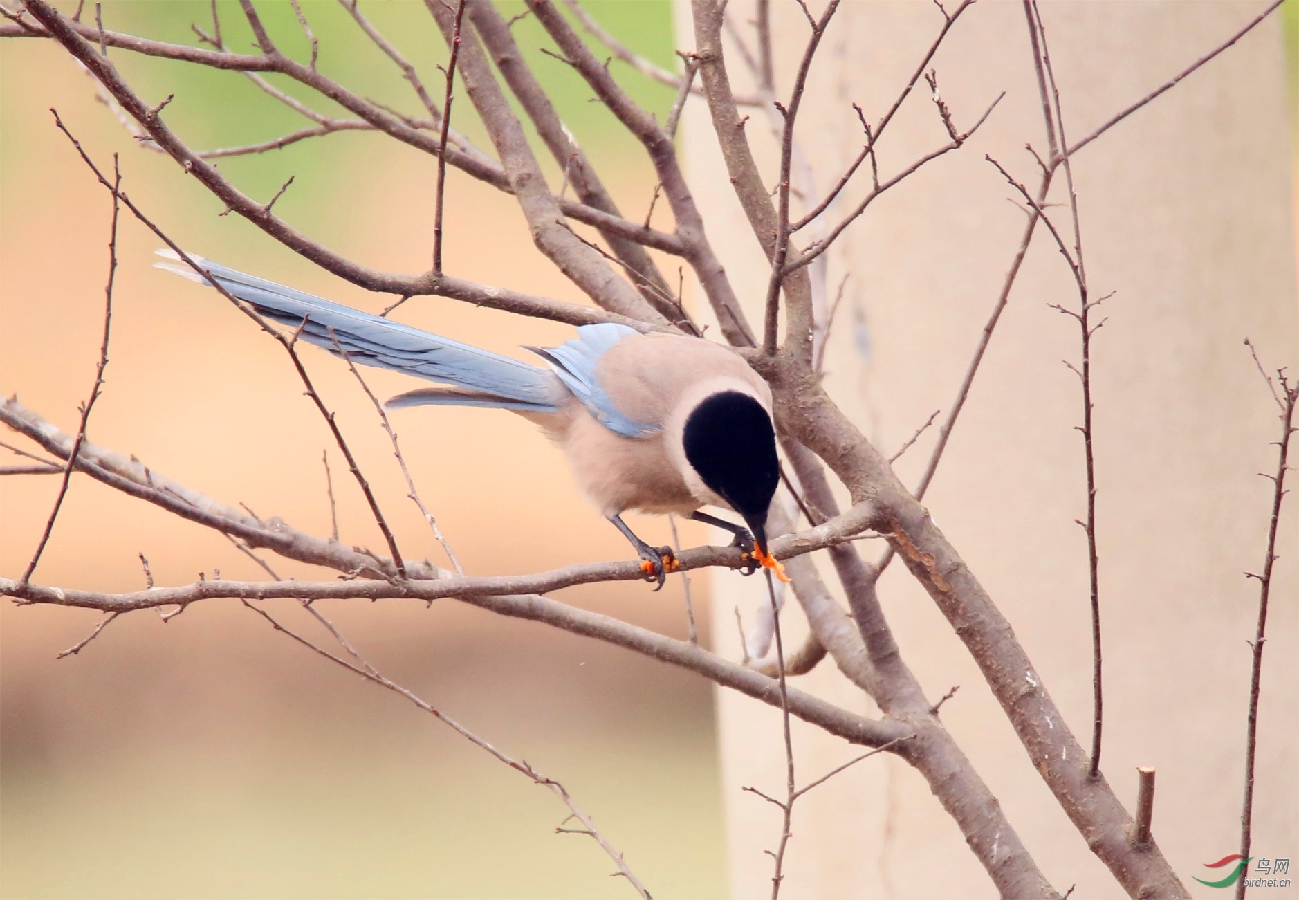 灰喜鹊吃橘子皮