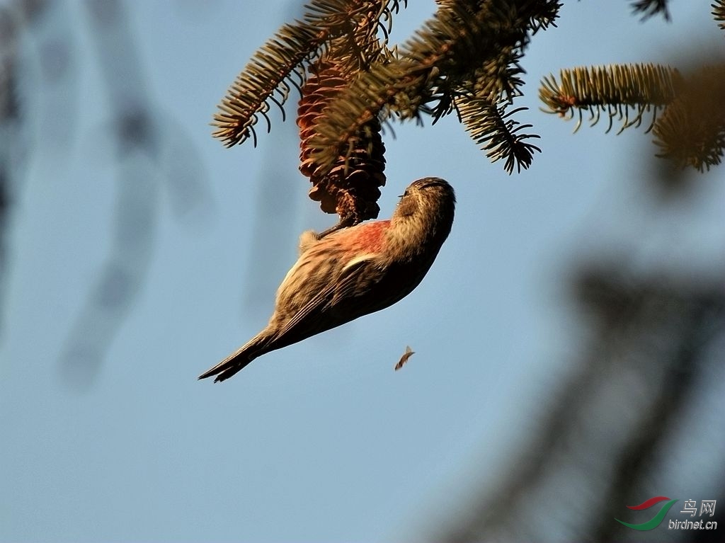 倒挂金钩- 白腰朱顶红6 1749.jpg