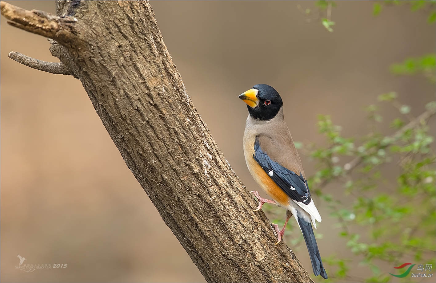 (黑尾蜡嘴雀)黑尾蜡嘴雀(p1获鸟网首页精华)
