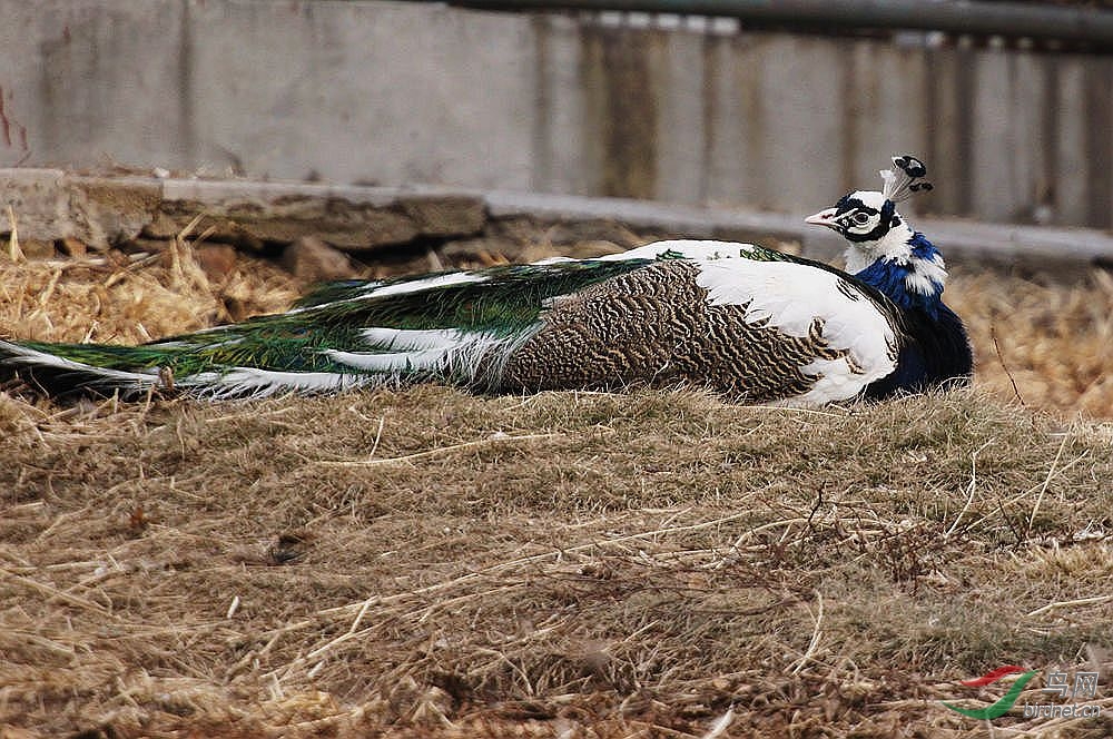 动物园一日游之孔雀