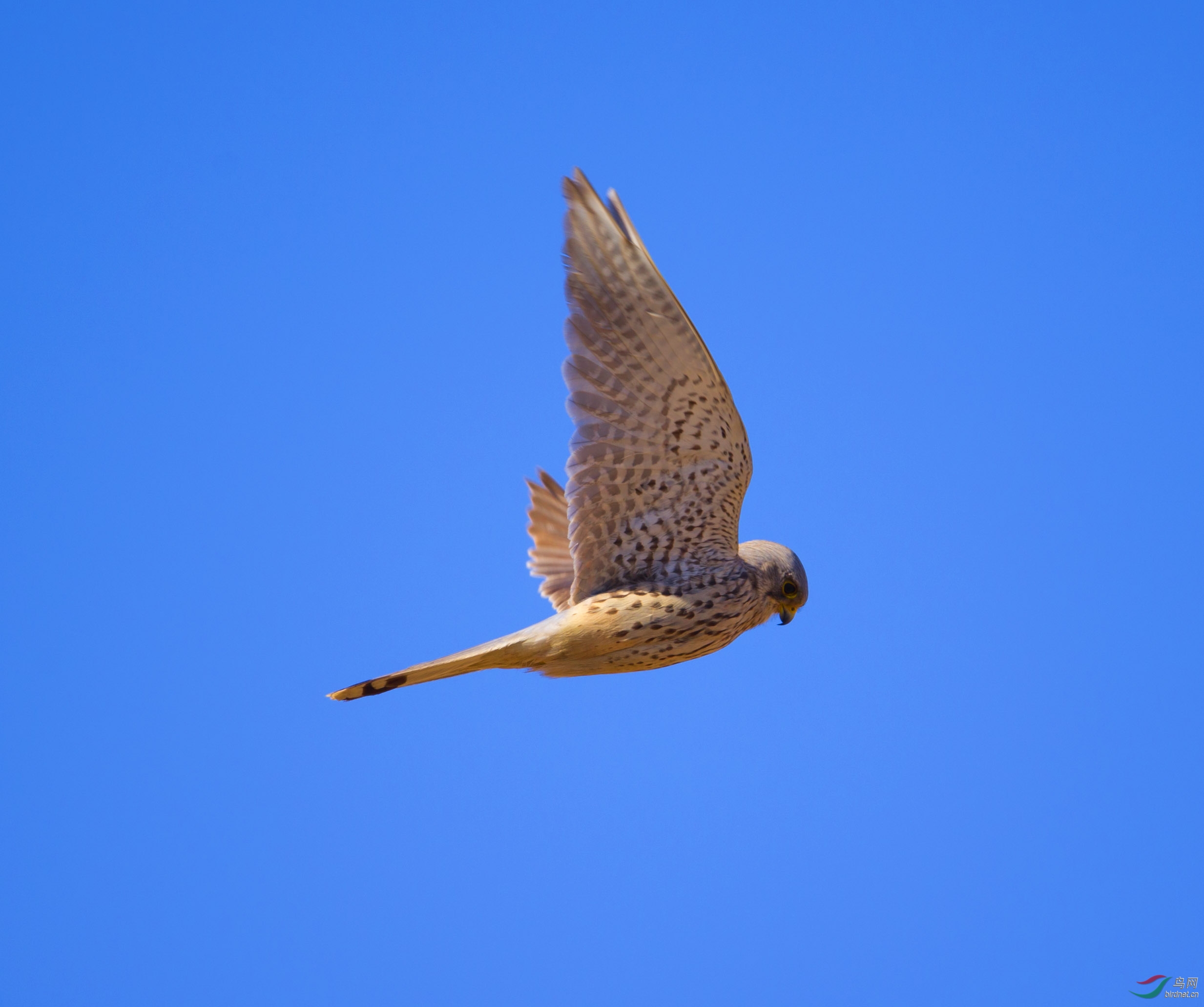 蓝蓝的天空小隼飘