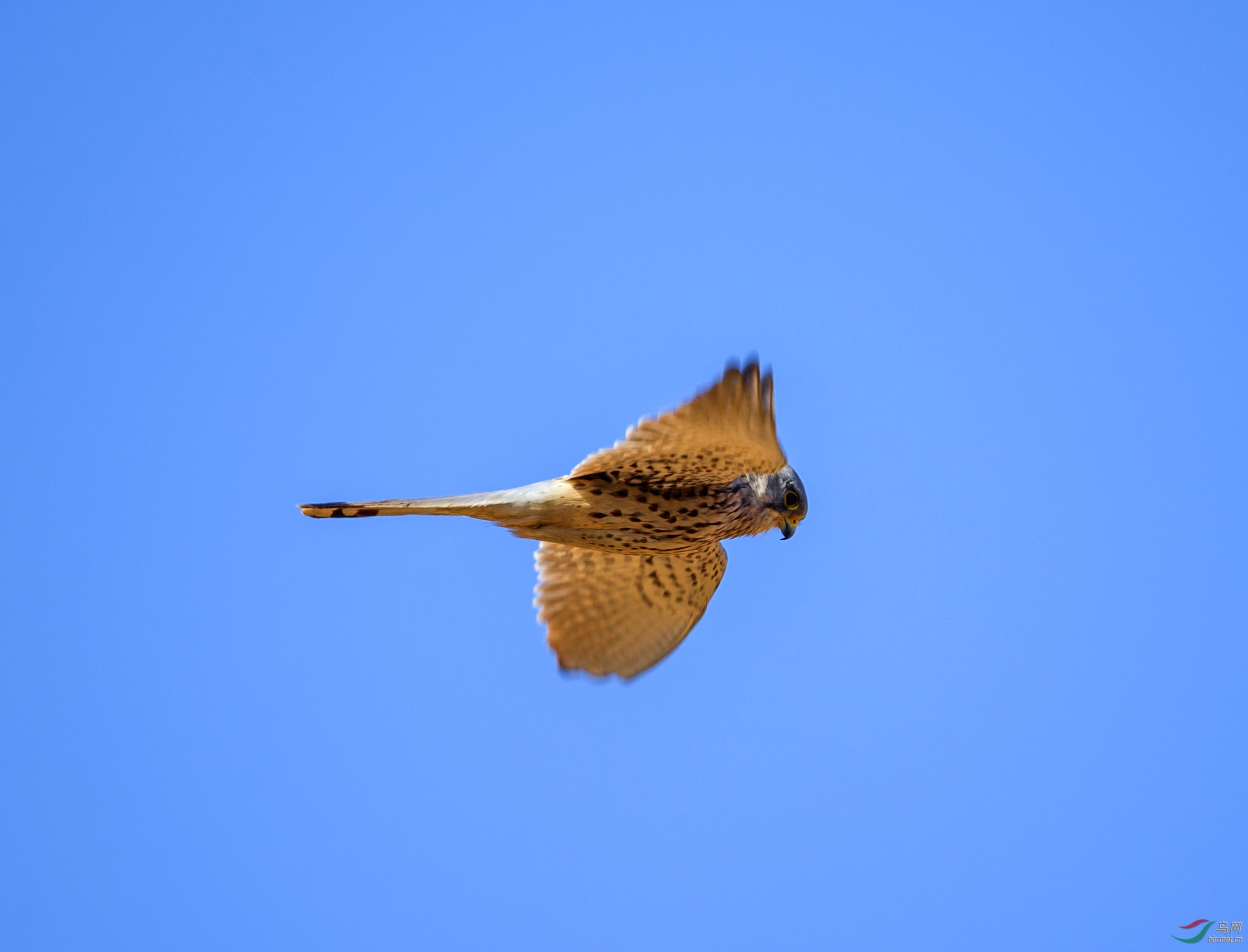 蓝蓝的天空小隼飘