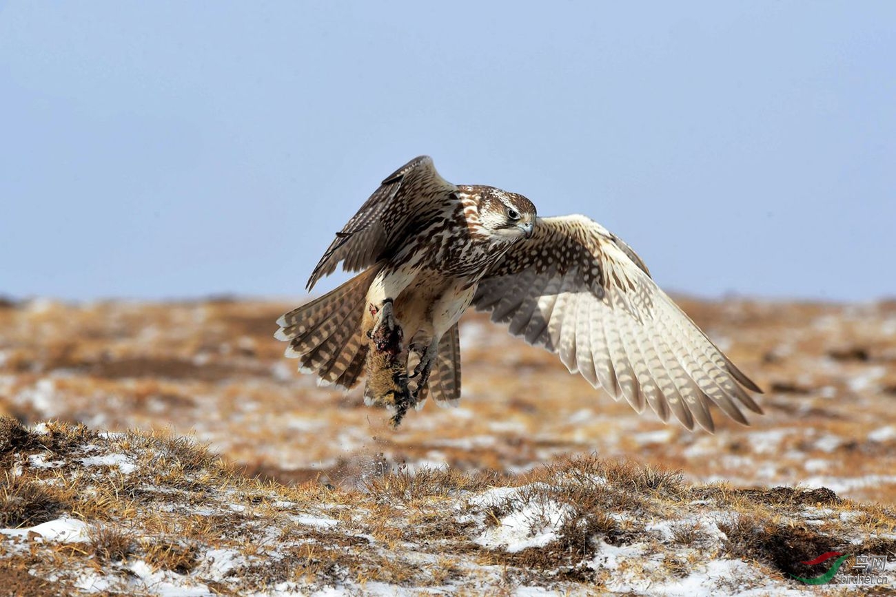 猎隼捕猎