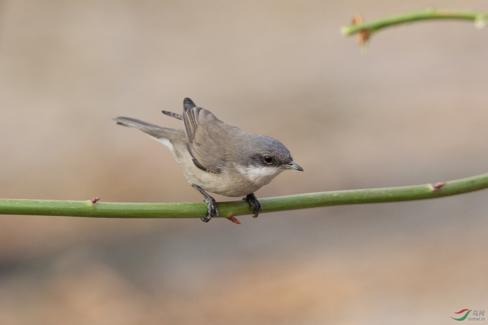 活泼可爱的小林莺