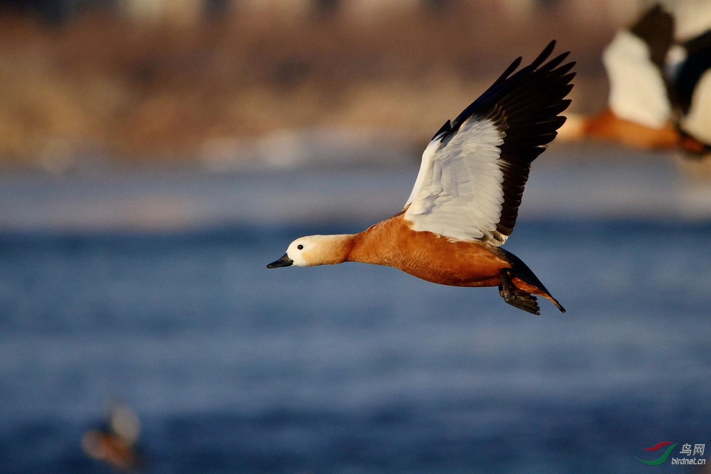 赤鸭江上晒飞姿
