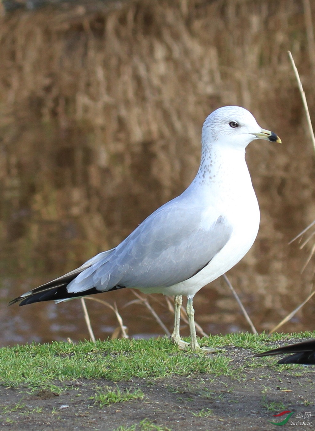 ��+�sС,������