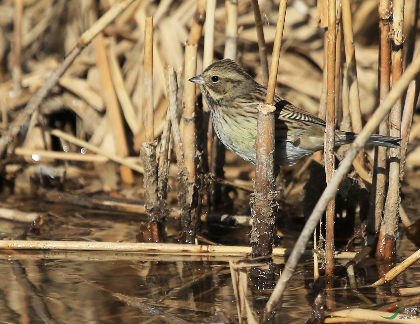[林鸟] 生态版灰头鹀--奥森