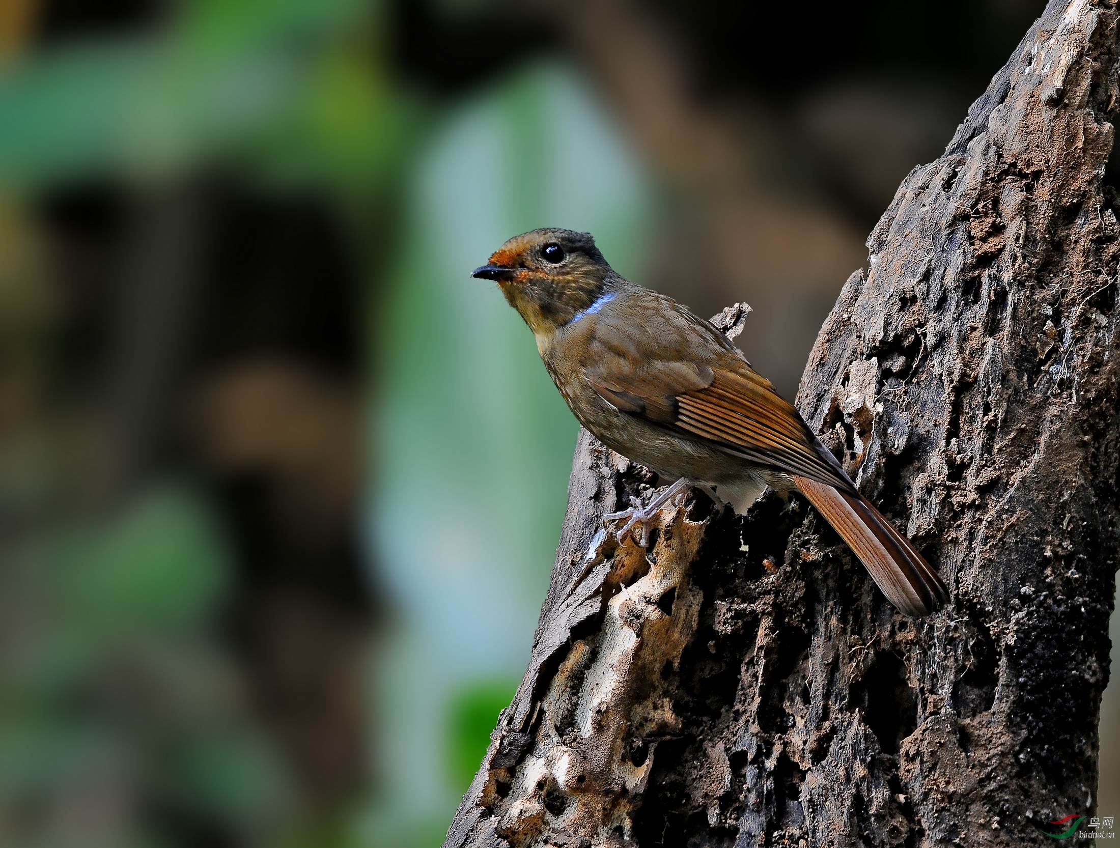 相约大王岭小仙翁