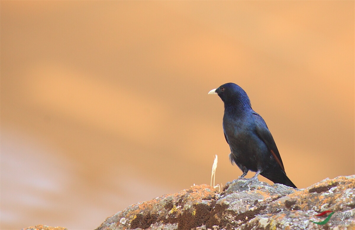 白嘴栗翅椋鸟埃塞俄比亚的小鸟请教老师鸟名三