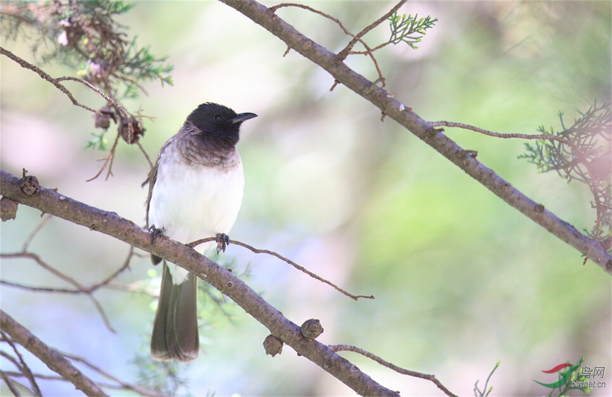 (白嘴栗翅椋鸟)埃塞俄比亚的小鸟,请教老师鸟名(三)