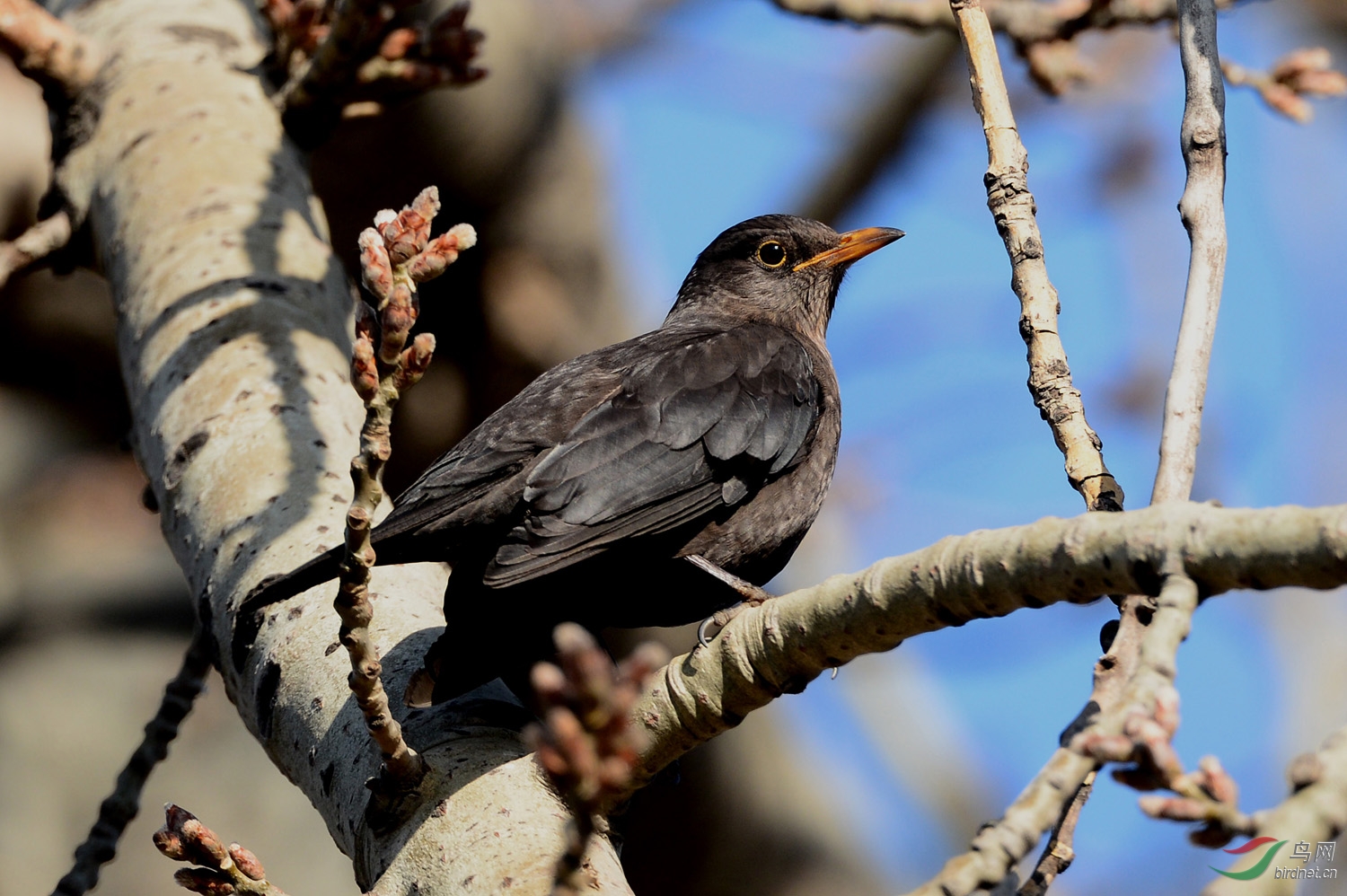 大杨树上的乌鸫