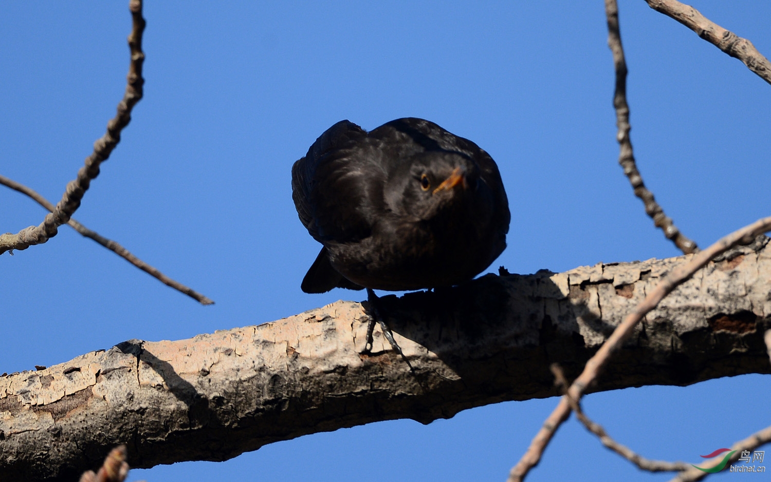 大杨树上的乌鸫