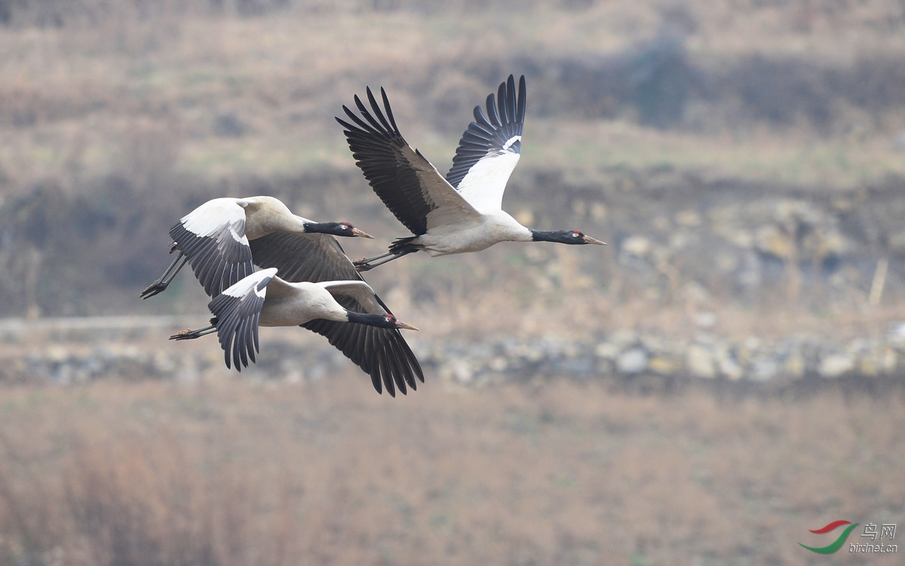 黑颈鹤飞翔的黑颈鹤祝贺图1荣登鸟网首页精华图片