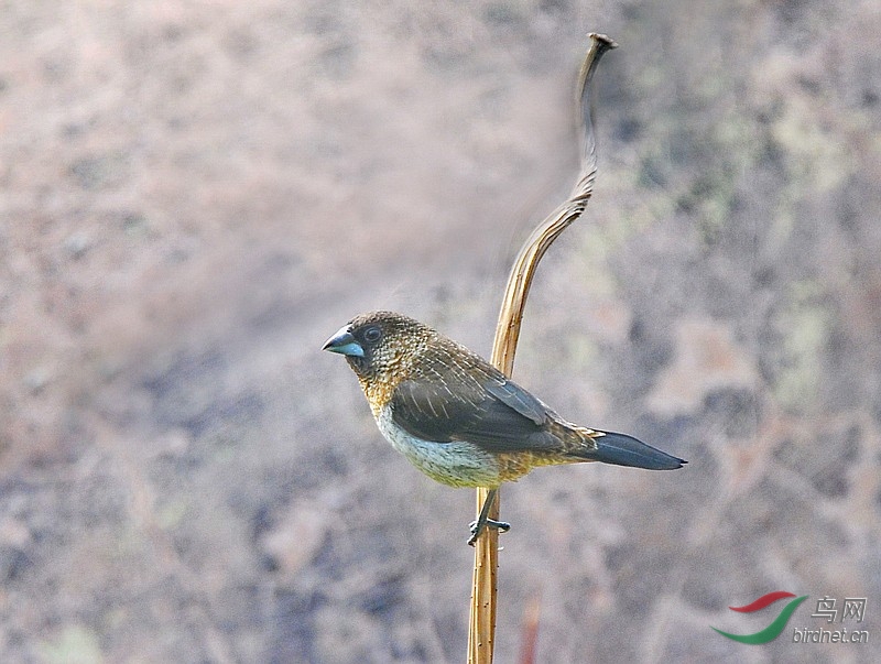 小小鸟儿很可爱它把青苔当盘菜